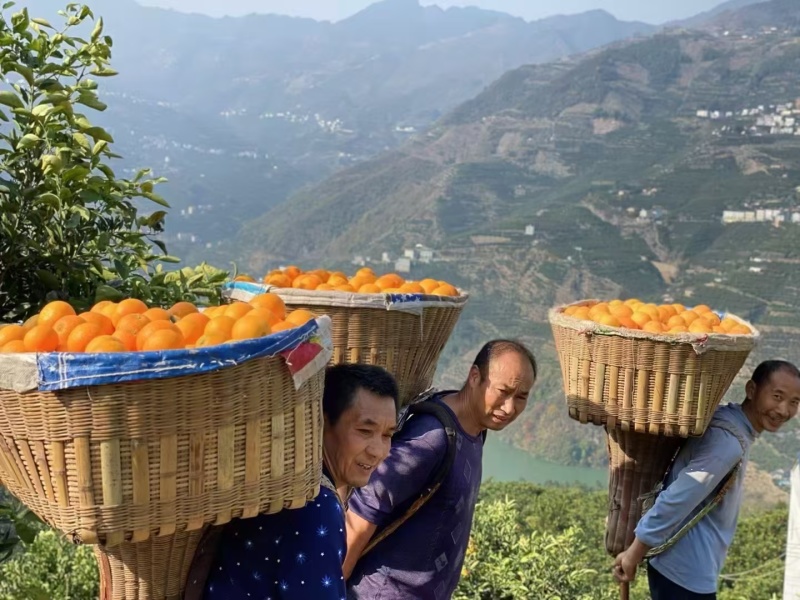 秭归精品长虹脐橙，产地直发，全国供应，量大从优，欢迎选购