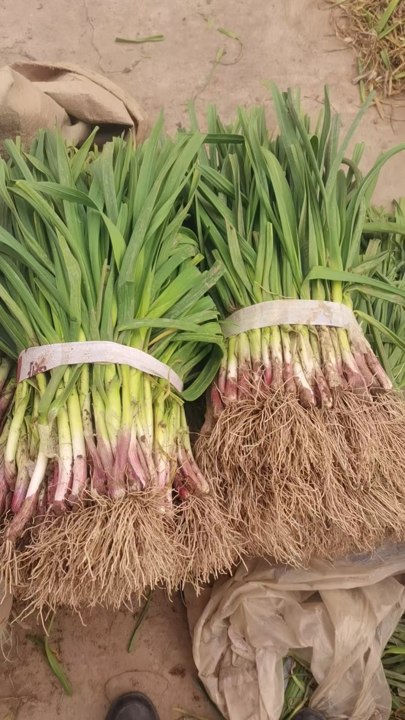 蒜苗