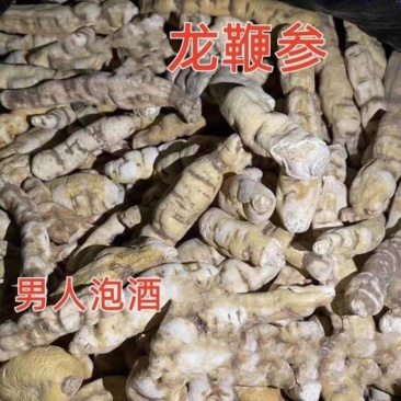 龙鞭参，顶天参，新货无硫，中药材大货供应