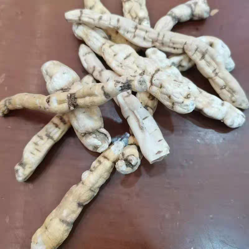 龙鞭参，顶天参，新货无硫，中药材大货供应