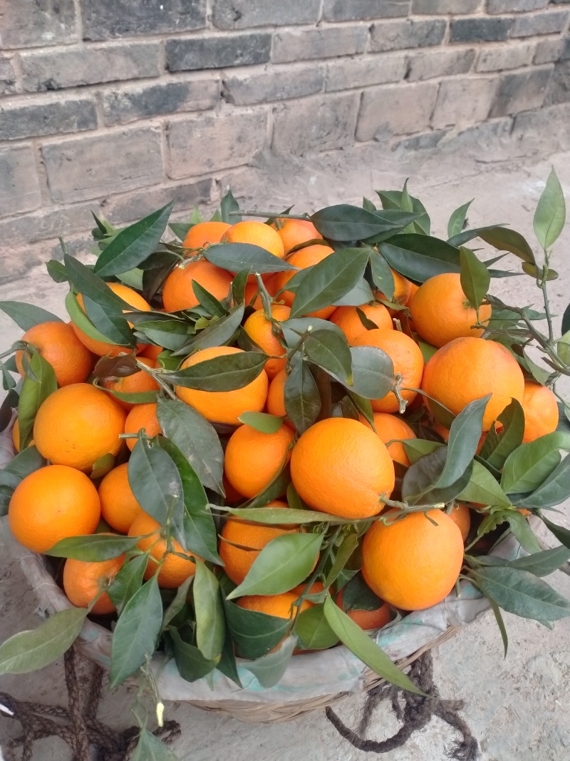 重庆奉节脐橙，口感纯甜，大量上市，产地直供，欢迎咨询