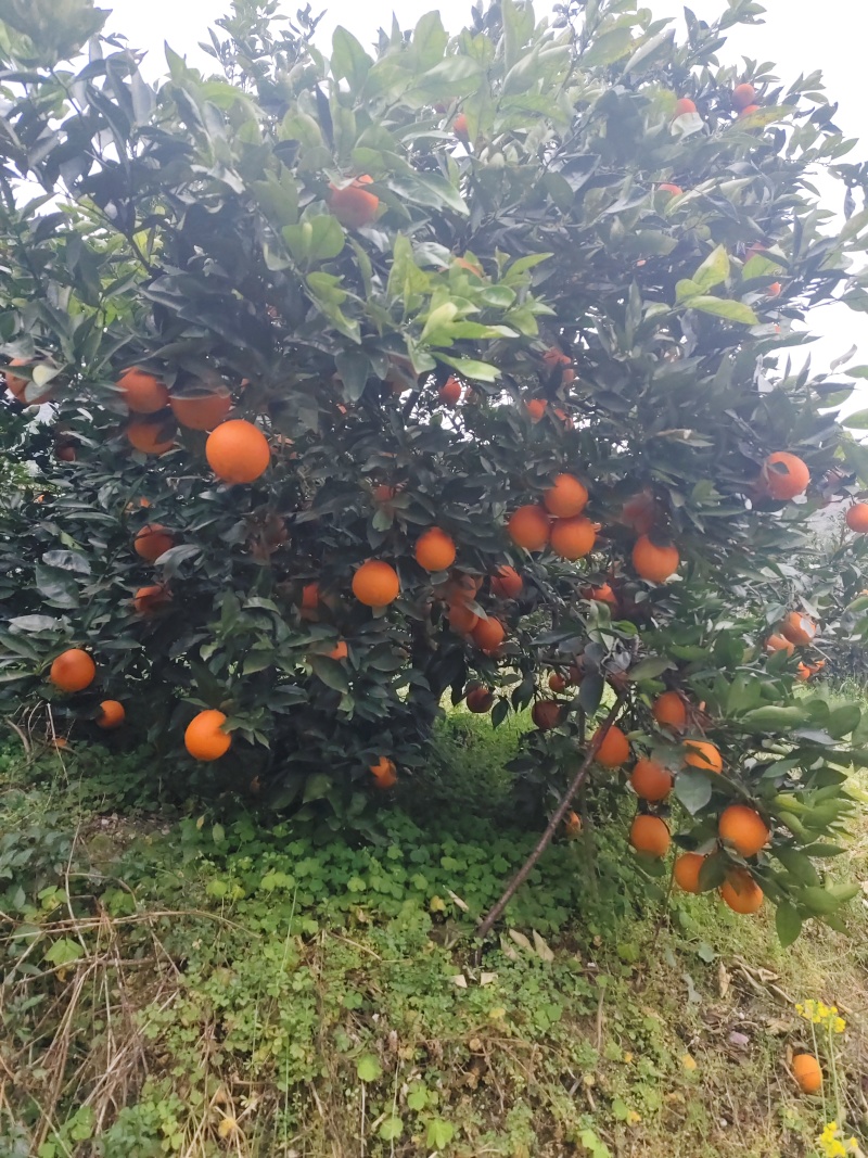 重庆奉节脐橙，口感纯甜，大量上市，产地直供，欢迎咨询