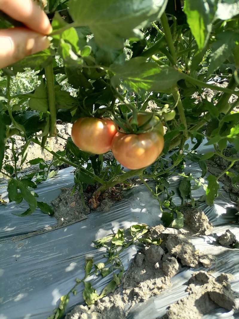 草莓西红柿铁皮柿子基地直发
