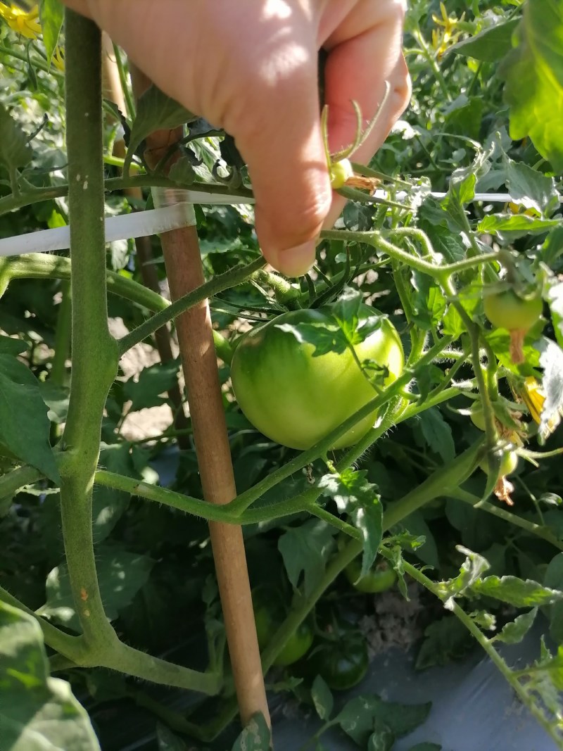 草莓西红柿铁皮柿子基地直发