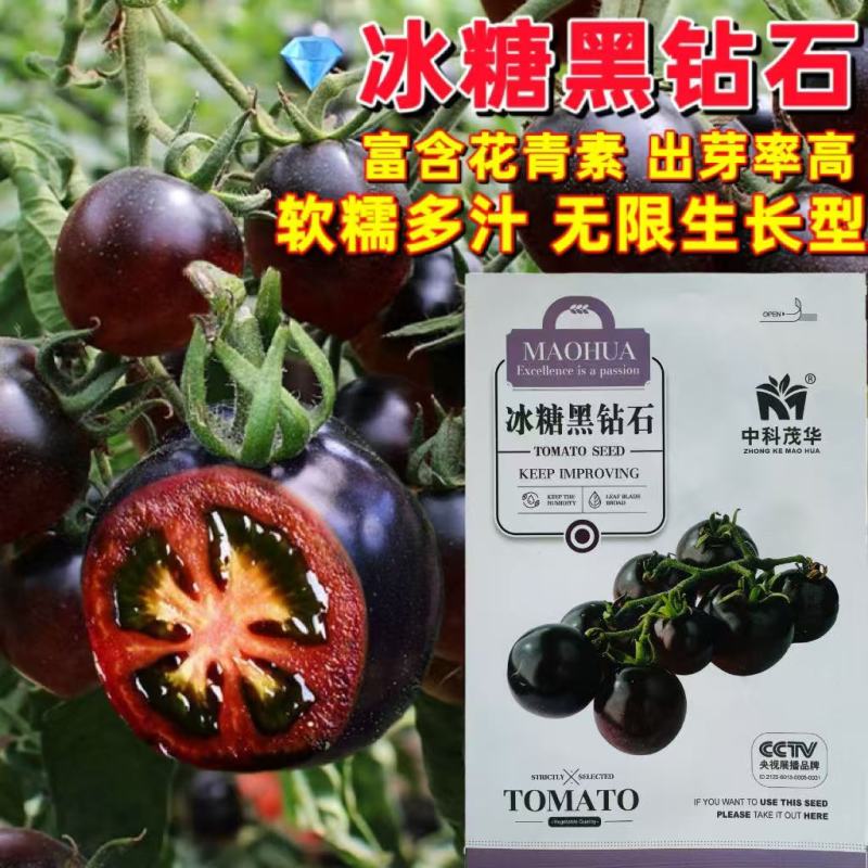 冰糖黑钻石番茄种子无限生长型黑西红柿种籽口感酸甜高产抗病