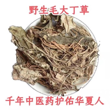 野生毛大丁草一枝香白眉草兔耳风白头翁一支箭