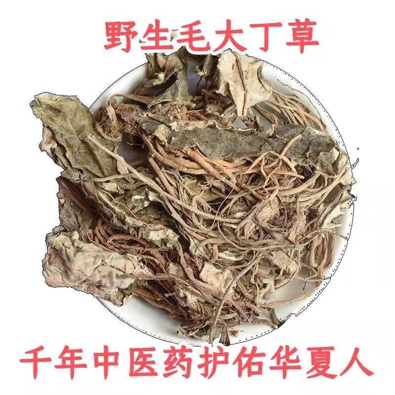 野生毛大丁草一枝香白眉草兔耳风白头翁一支箭
