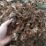 野生毛大丁草一枝香白眉草兔耳风白头翁一支箭