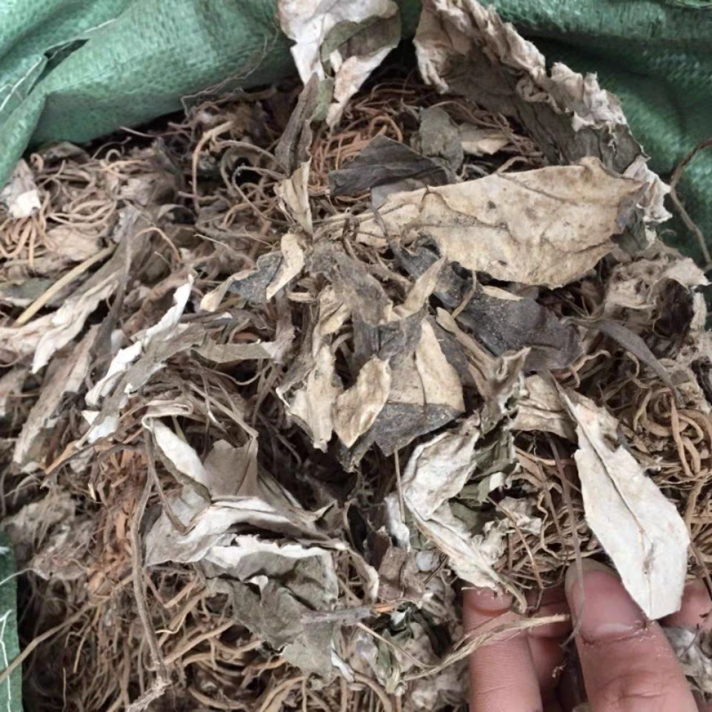 野生毛大丁草一枝香白眉草兔耳风白头翁一支箭