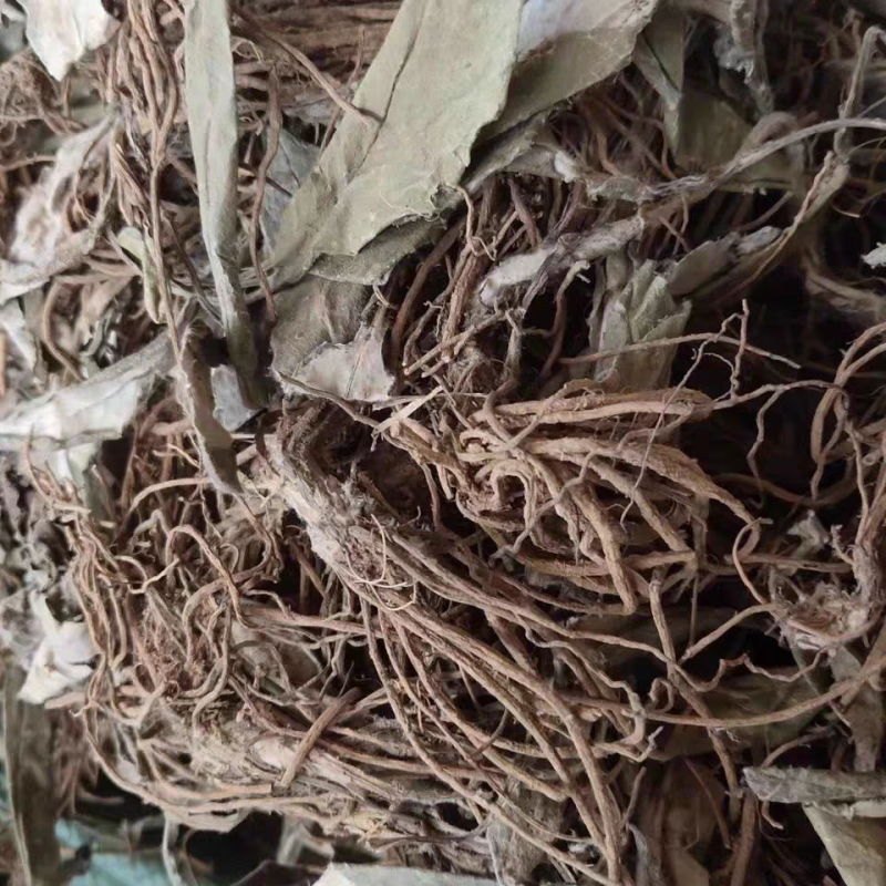 野生毛大丁草一枝香白眉草兔耳风白头翁一支箭