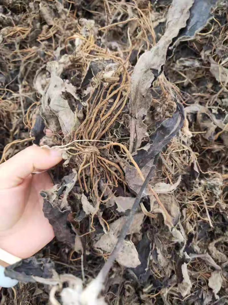 野生毛大丁草一枝香白眉草兔耳风白头翁一支箭