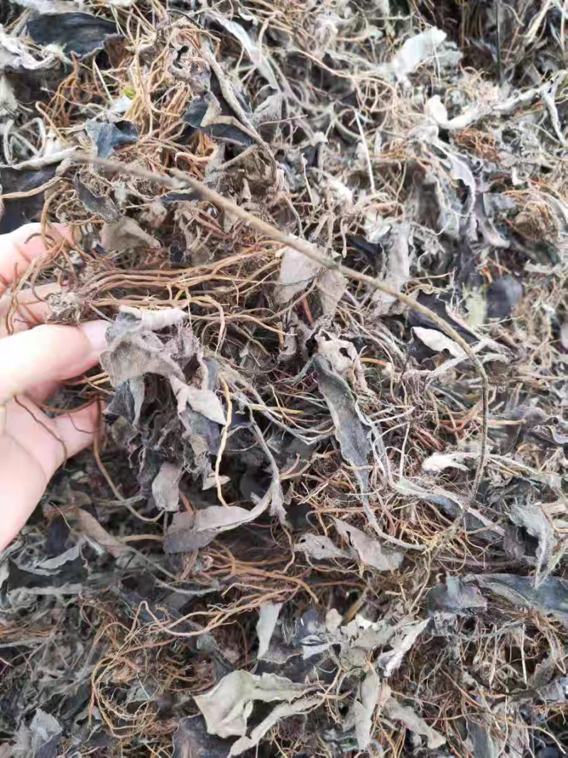 野生毛大丁草一枝香白眉草兔耳风白头翁一支箭