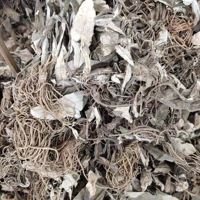 野生毛大丁草一枝香白眉草兔耳风白头翁一支箭