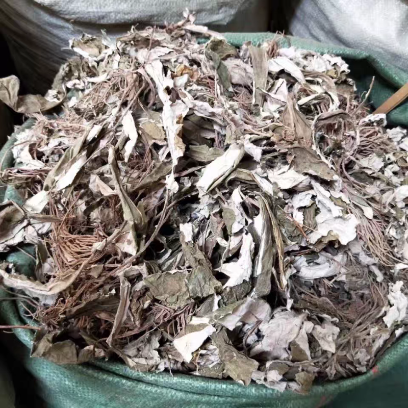 野生毛大丁草一枝香白眉草兔耳风白头翁一支箭