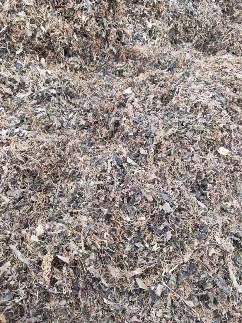 野生毛大丁草一枝香白眉草兔耳风白头翁一支箭