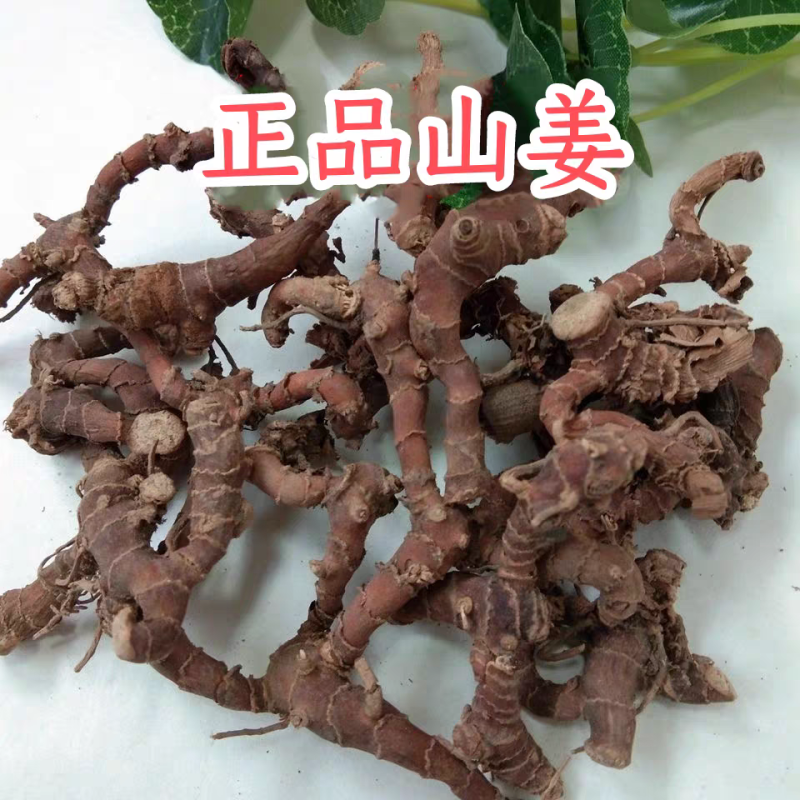 中药材山姜、箭杆风、九龙盘、九姜连、和山姜九龙盘中药材