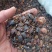 土元中药材土鳖虫土元碎虫打粉饲料用经济实惠