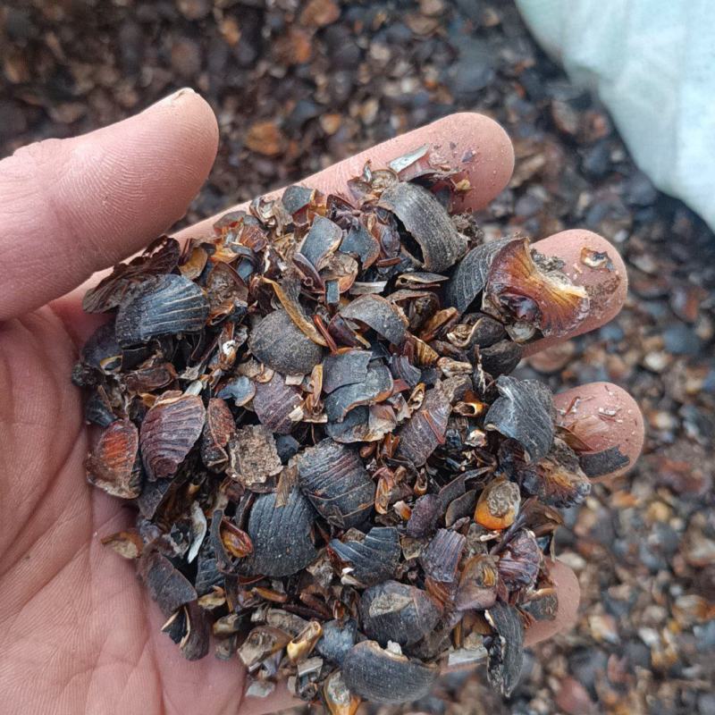 土元中药材土鳖虫土元碎虫打粉饲料用经济实惠