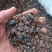 土元中药材土鳖虫土元碎虫打粉饲料用经济实惠