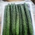 贵州新鲜密刺黄瓜，产地直供，可全国代发，欢迎咨询
