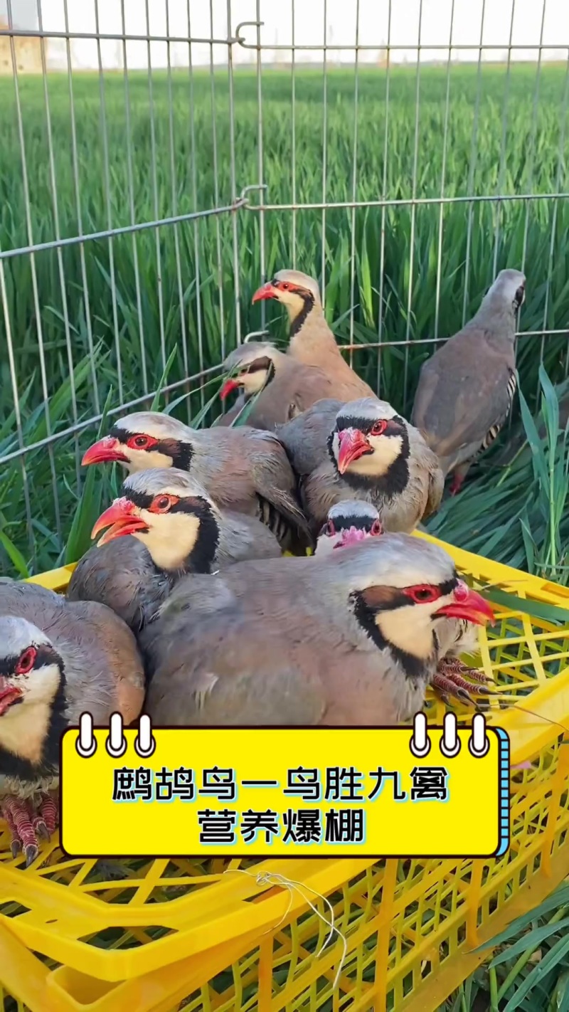 老飞龙鸪肉鹧鸪鸟鸡野鸽子肉呱呱鸡农家散养现杀老母鸡顺丰