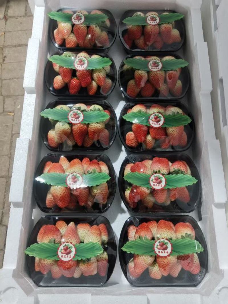 草莓大量上市，欢迎咨询对接全国市场商超电商来电