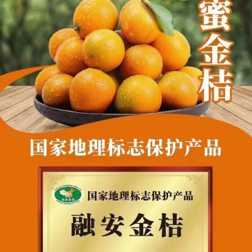 融安脆蜜金柑