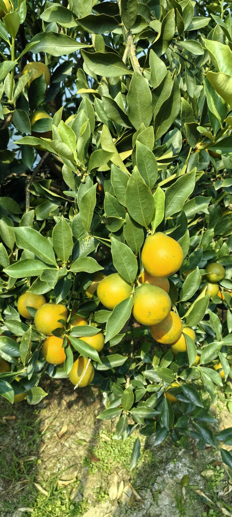 融安脆蜜金柑