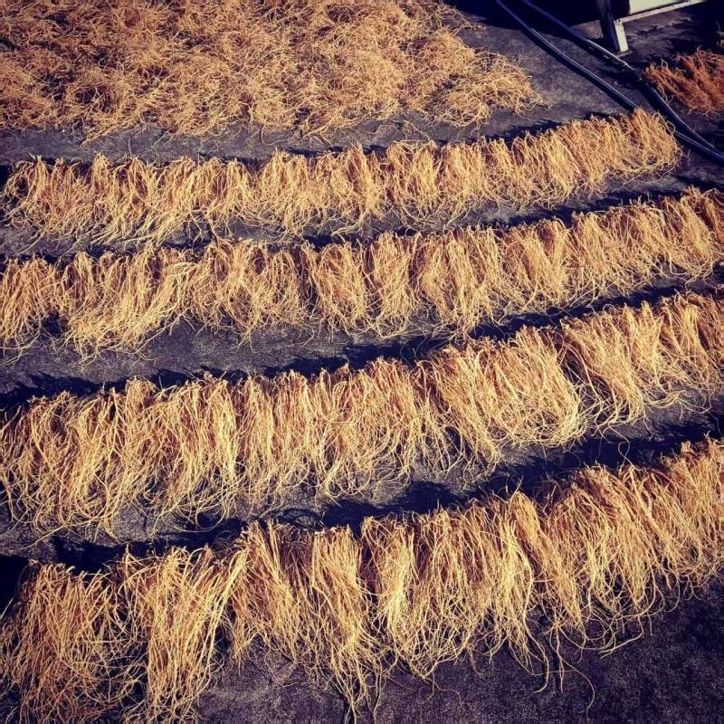龙胆草精品