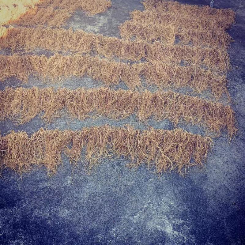 龙胆草精品
