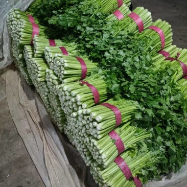 芹菜山东芹菜聊城芹菜量大从优欢迎来电咨询