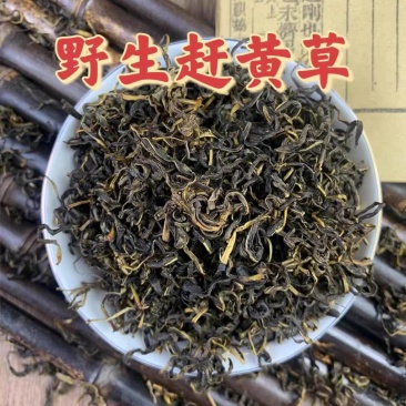 赶黄草茶四川古蔺赶黄草不是蒲公英冒充假一赔十