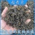 赶黄草茶四川古蔺赶黄草不是蒲公英冒充假一赔十