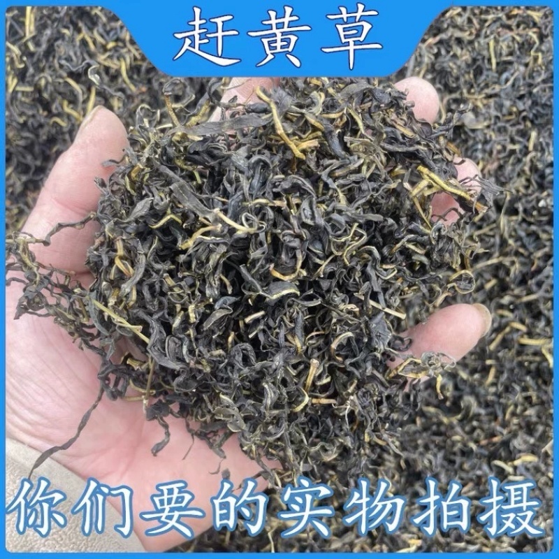 赶黄草茶四川古蔺赶黄草不是蒲公英冒充假一赔十