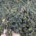 赶黄草茶四川古蔺赶黄草不是蒲公英冒充假一赔十