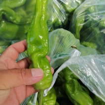 精品薄皮辣椒