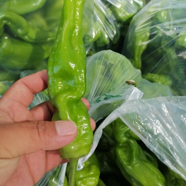 精品薄皮辣椒