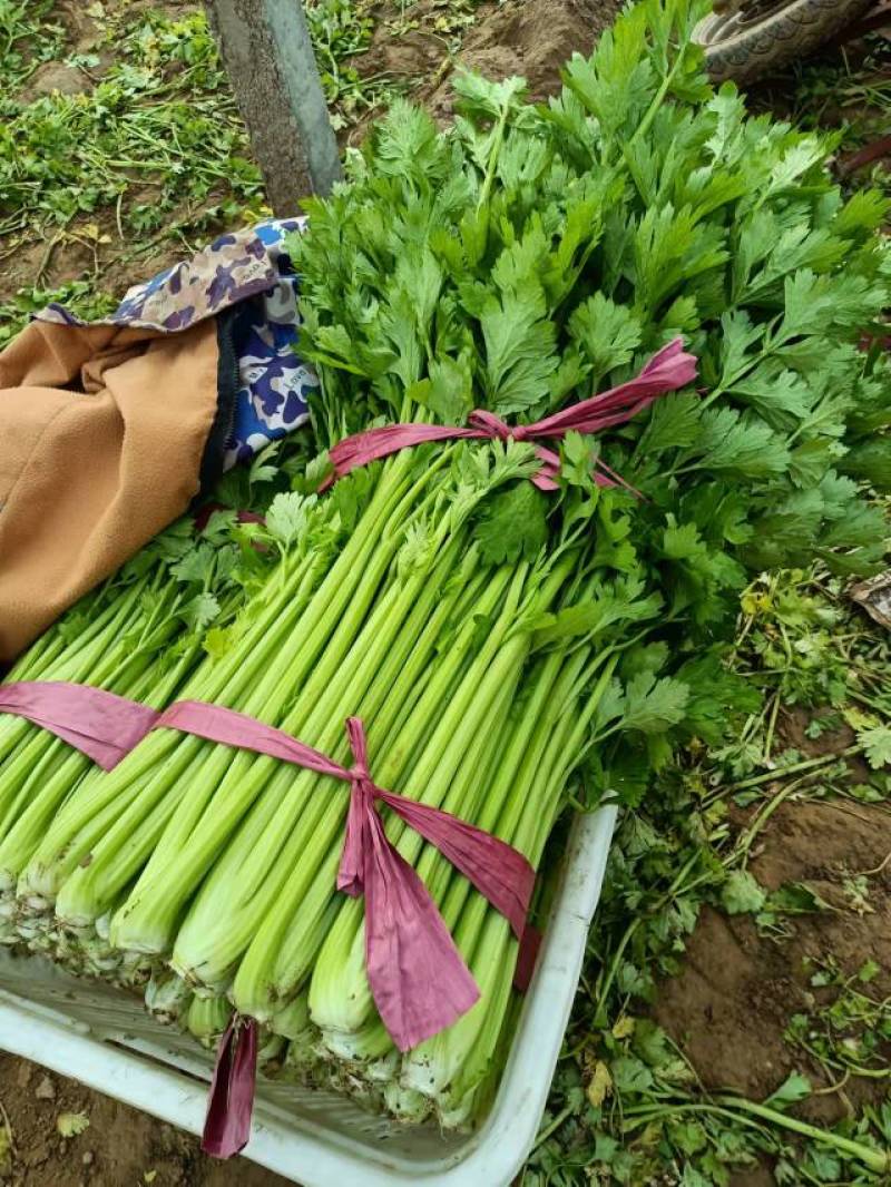芹菜山东芹菜聊城芹菜量大从优欢迎来电咨询