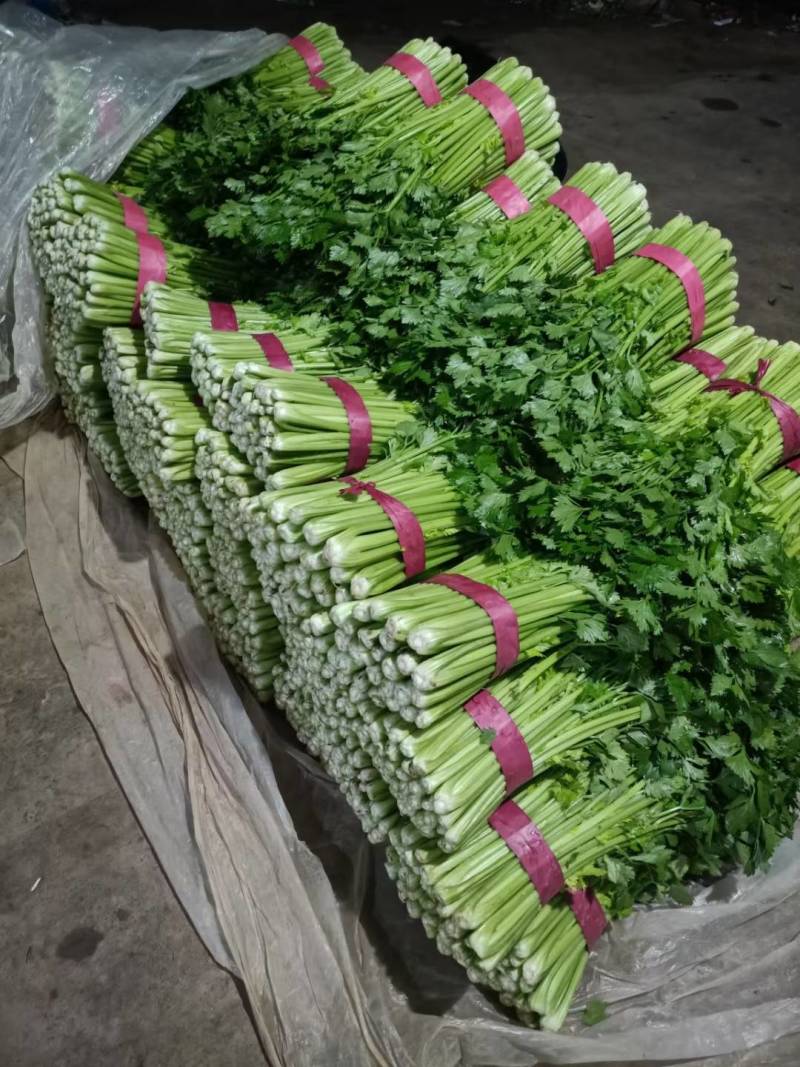 芹菜山东芹菜聊城芹菜量大从优欢迎来电咨询