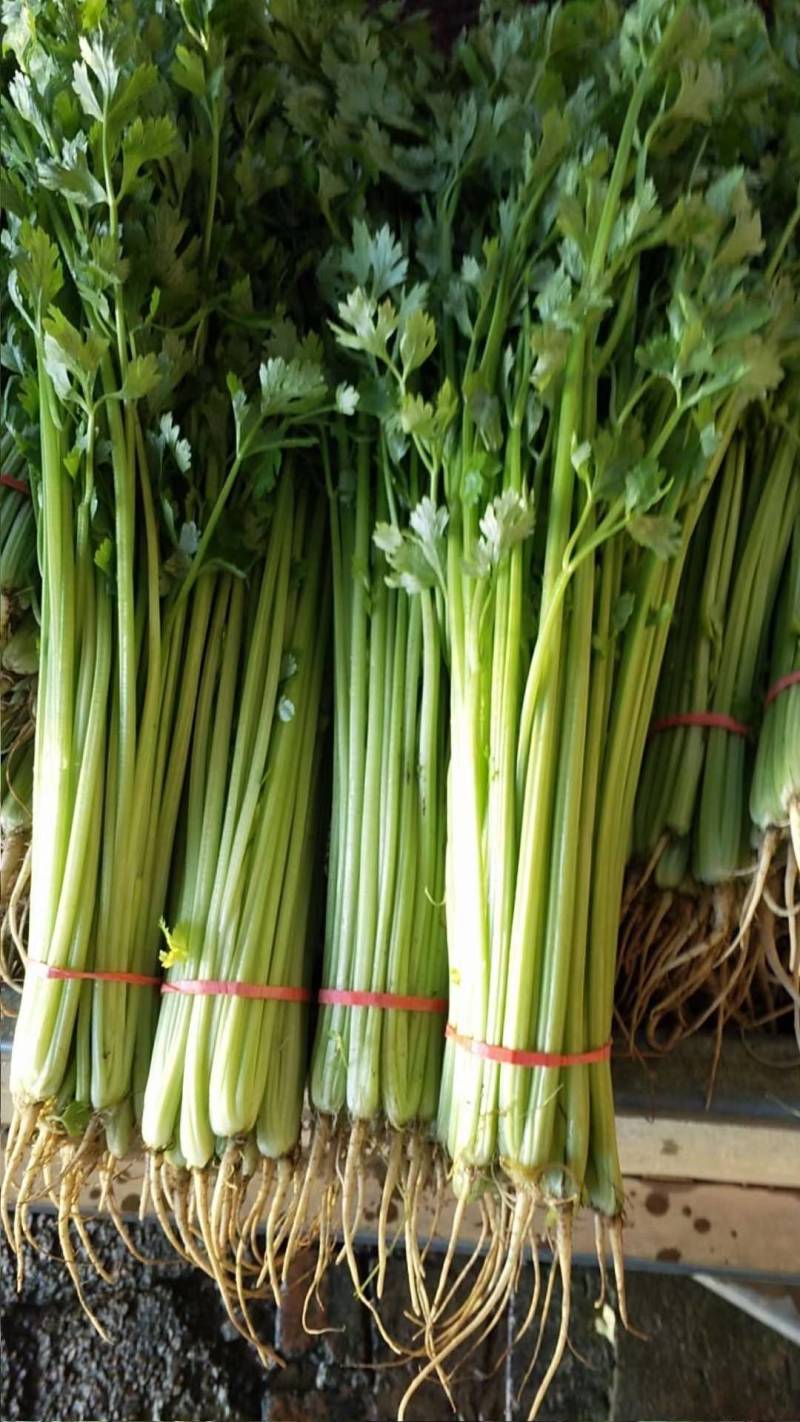 芹菜山东芹菜聊城芹菜量大从优欢迎来电咨询