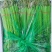 芹菜山东芹菜聊城芹菜量大从优欢迎来电咨询