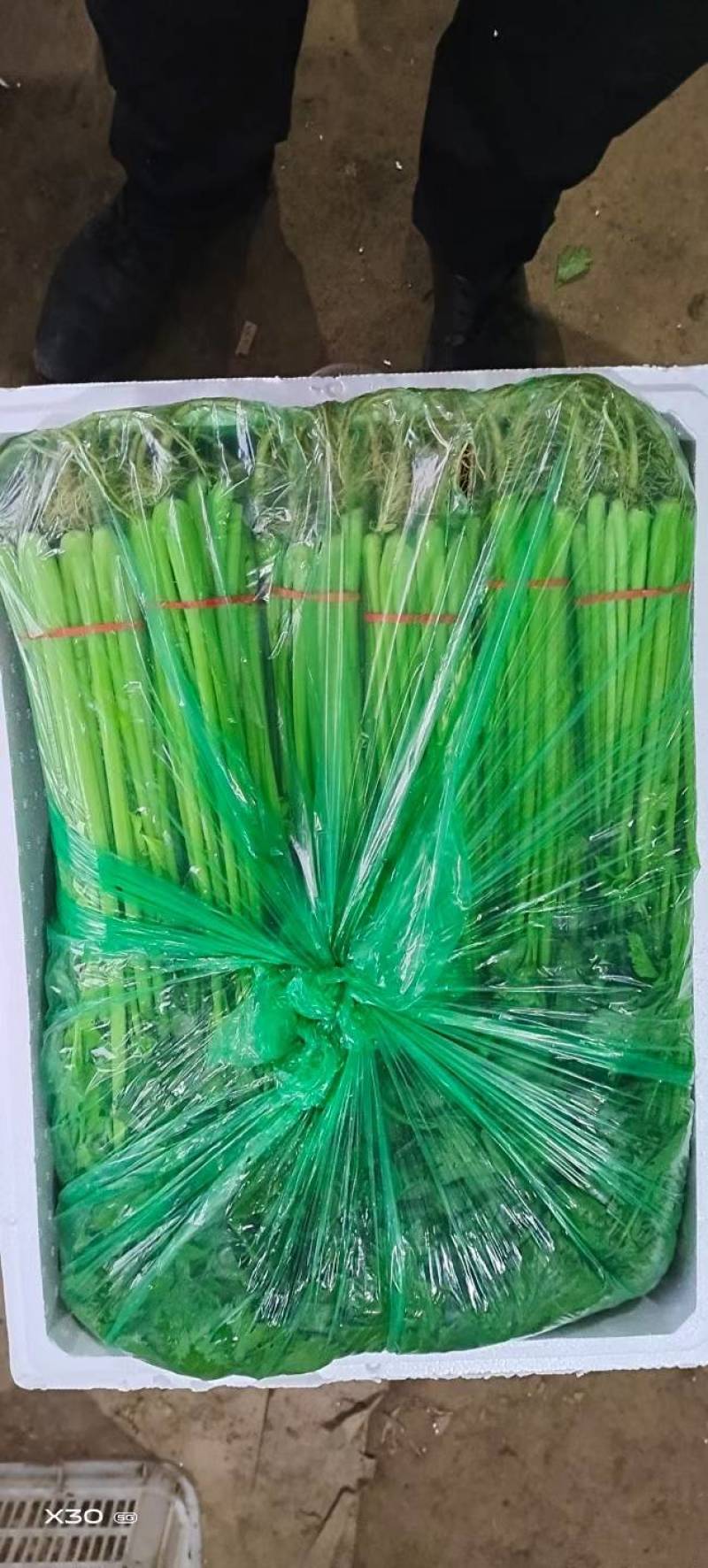 芹菜山东芹菜聊城芹菜量大从优欢迎来电咨询