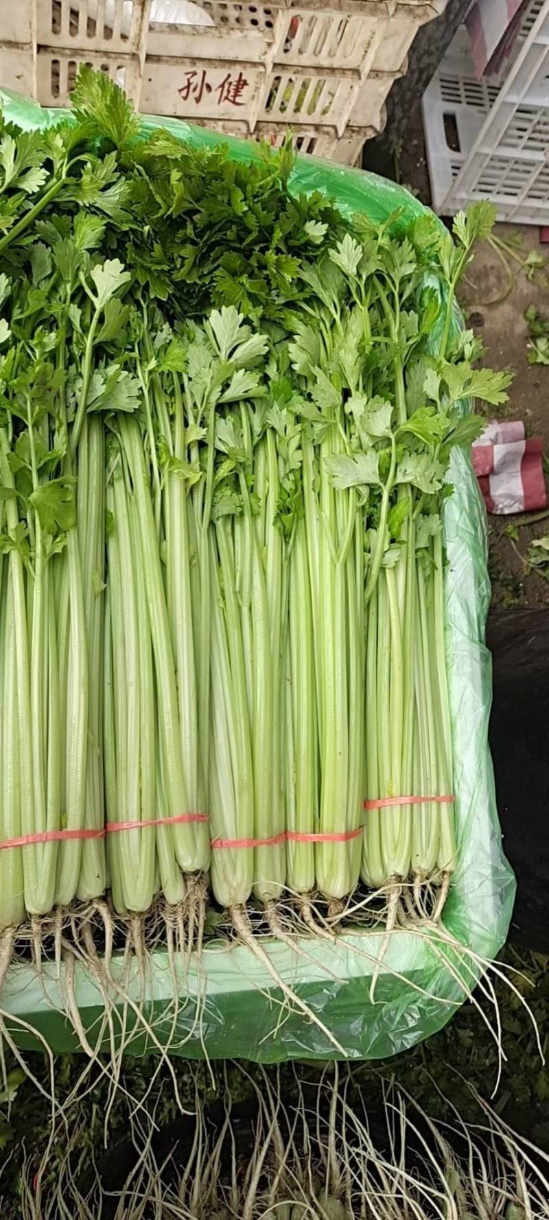 芹菜山东芹菜聊城芹菜量大从优欢迎来电咨询