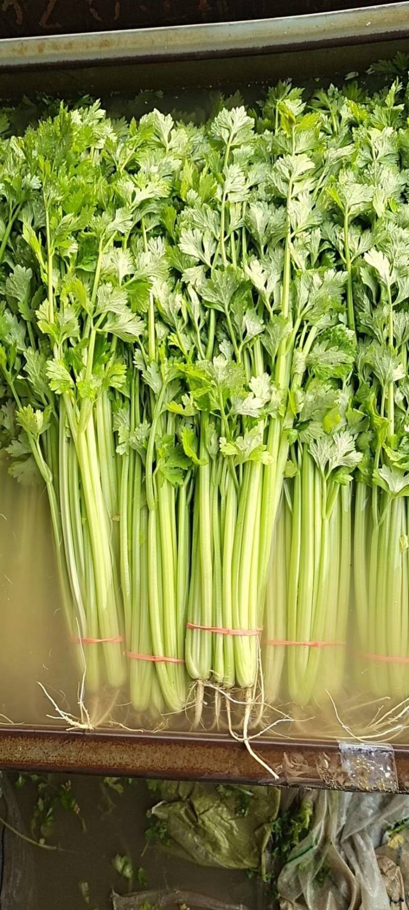 芹菜山东芹菜聊城芹菜量大从优欢迎来电咨询