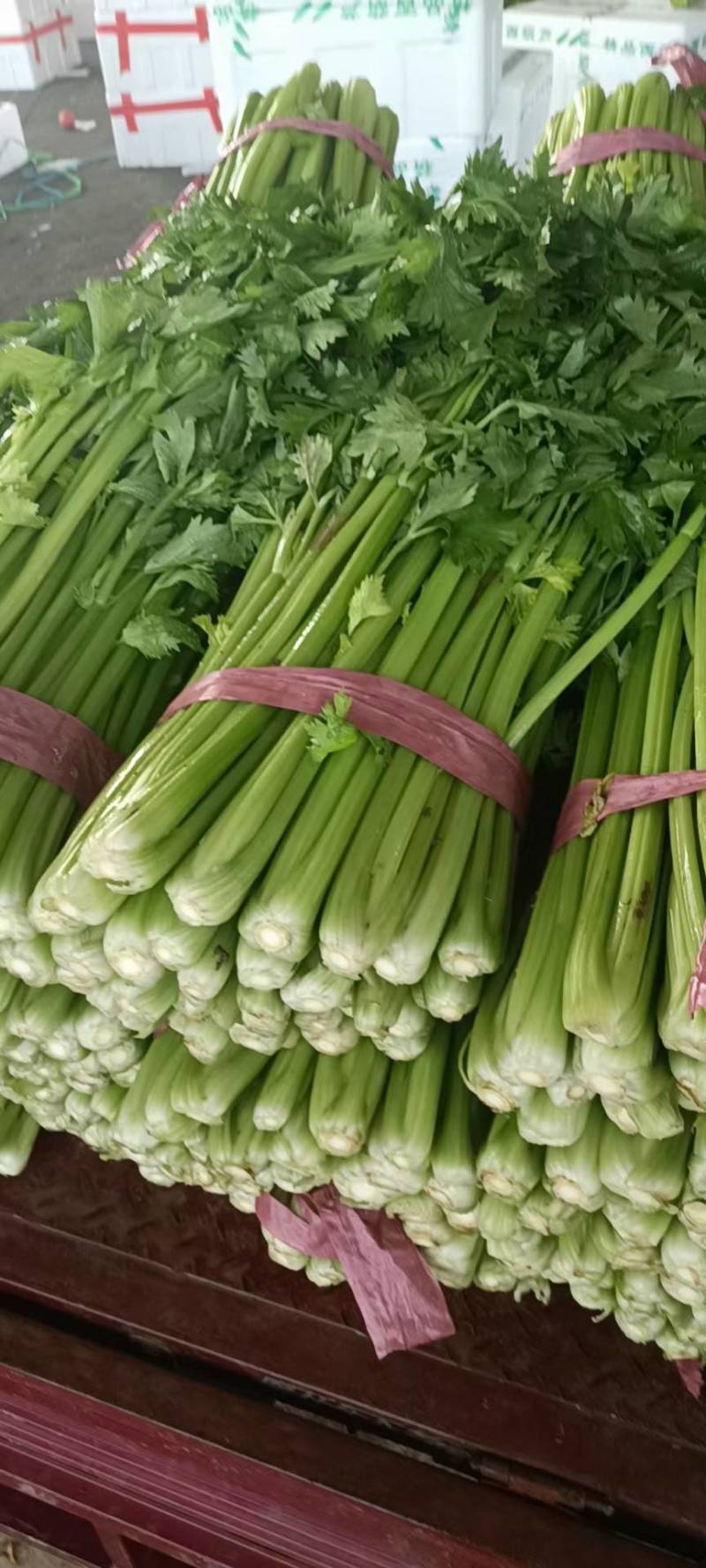芹菜山东芹菜聊城芹菜量大从优欢迎来电咨询