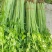 芹菜山东芹菜聊城芹菜量大从优欢迎来电咨询