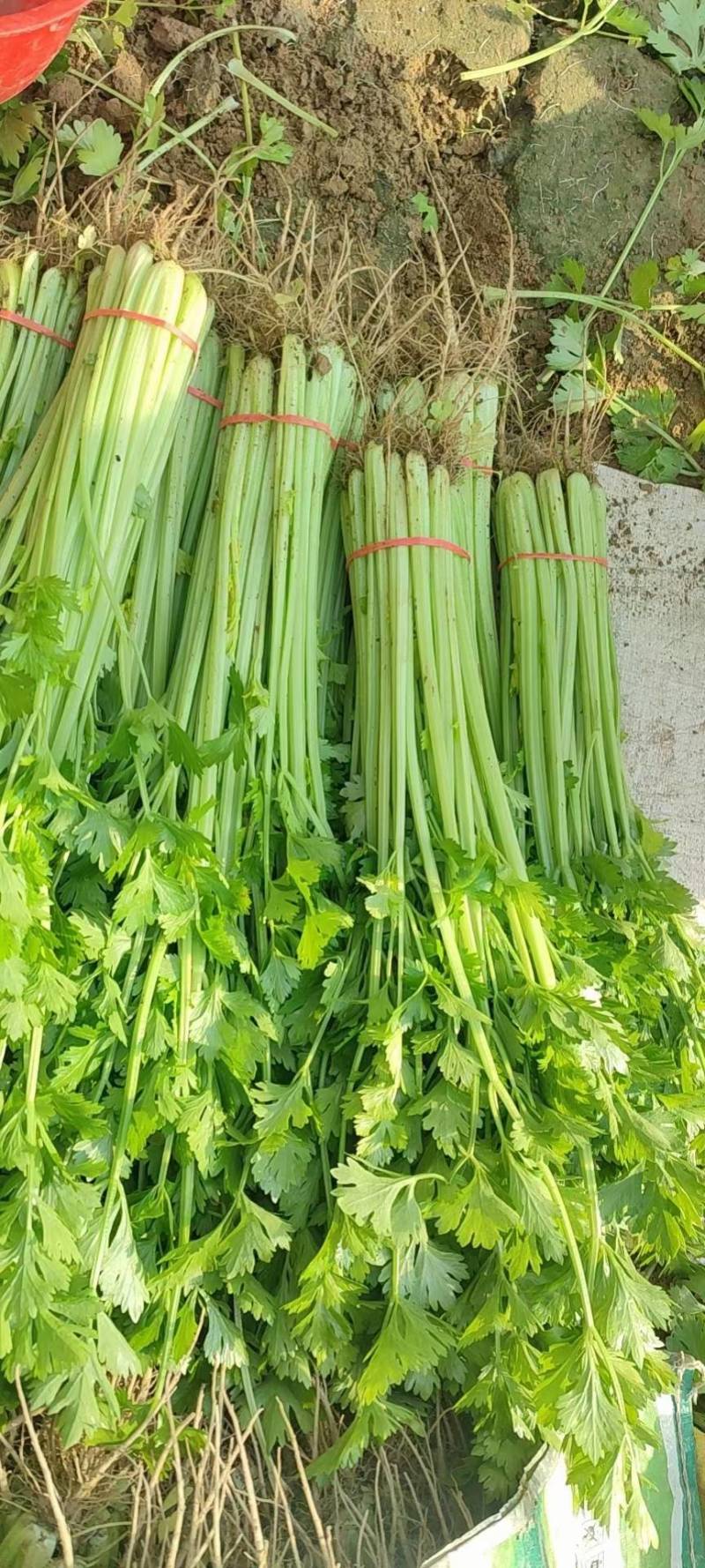 芹菜山东芹菜聊城芹菜量大从优欢迎来电咨询