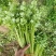 芹菜山东芹菜聊城芹菜量大从优欢迎来电咨询