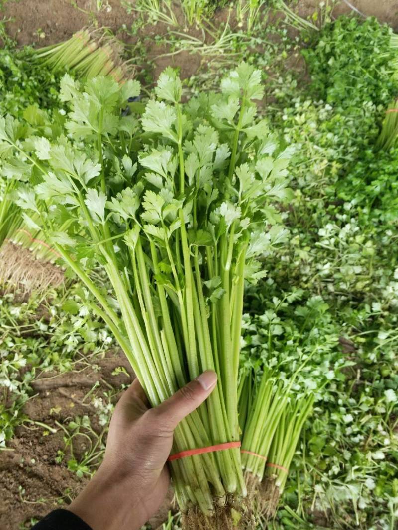 芹菜山东芹菜聊城芹菜量大从优欢迎来电咨询