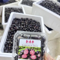 云南高原红果参